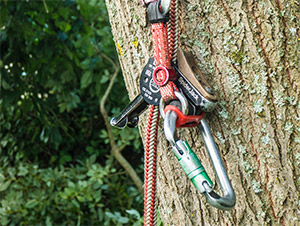 Andreas Dauven – professionelle Baumpflege mit Seilklettertechnik